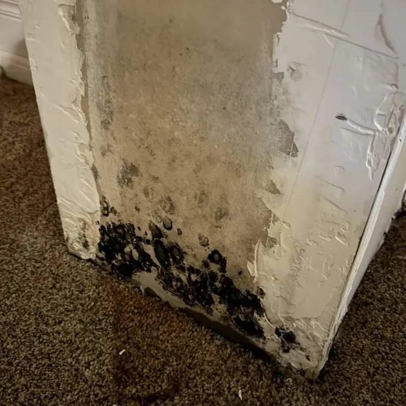 Professional Mold Removal in Dalhart, TX